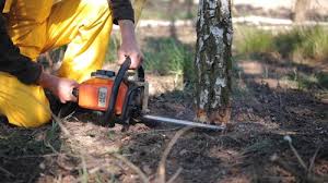 Best Hazardous Tree Removal  in Huntington, VA